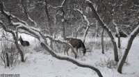 鹿 自然 森林 雪地 snow nature