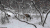 鹿 自然 森林 雪地 snow nature