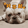 小狗狗 汪星人 对不起 委屈 可爱