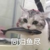 萌宠 喵星人 同归于尽 拼了 呆萌 搞怪