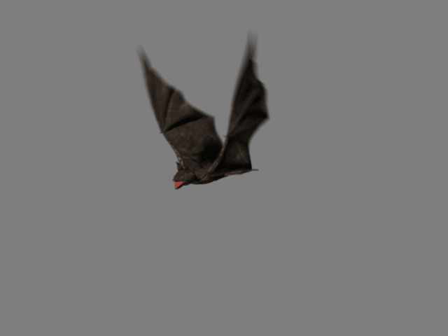 蝙蝠 翅膀 飞行 罕见