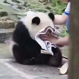 萌寵 大熊貓 捂臉 哭 傷心