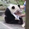 萌宠 大熊猫 捂脸 哭 伤心