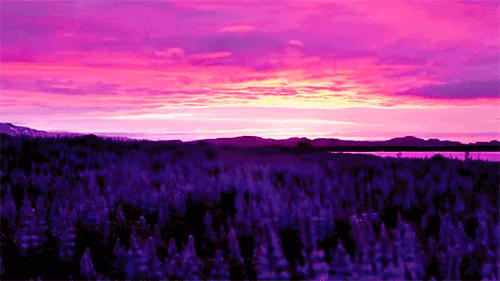 自然 日出 紫色 美丽