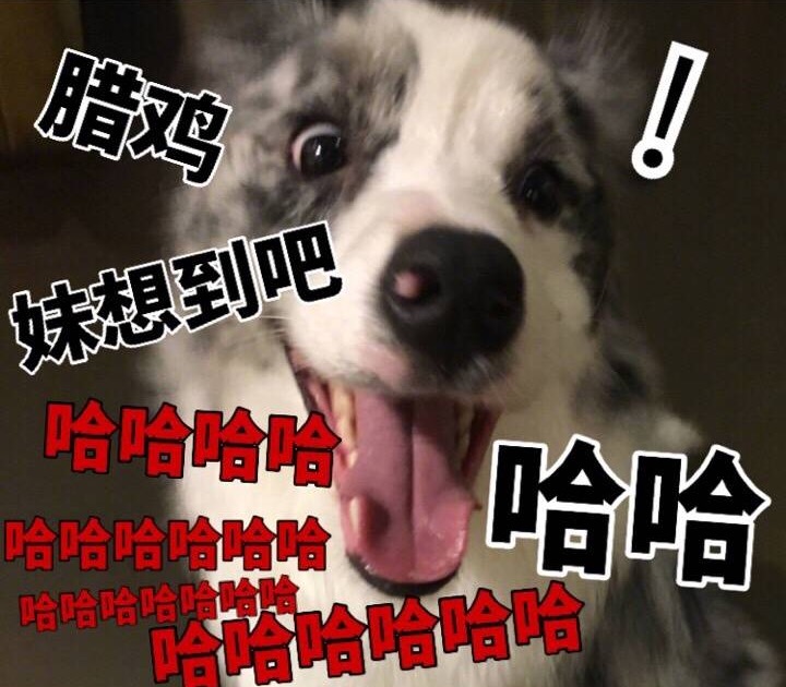 狗狗 張嘴 臘雞 妹想到吧 伸舌頭