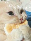 萌宠 喵星人 你们继续 我不出声 呆萌 可爱