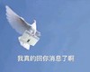 萌宠 鸽子 我真的回你消息了啊 飞鸽传书 呆萌 可爱