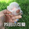 猪 宠物小猪 宠物猪 萌宠 我的小可爱