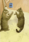 猫猫 打架 欢乐 可爱