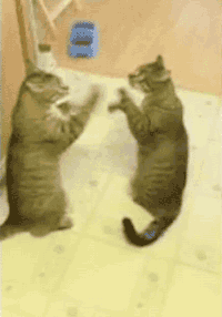 猫猫 打架 欢乐 可爱