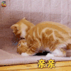 萌宠 猫 亲亲 撩人 soogif soogif出品