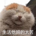 生活 太苦 猫