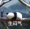 萌宠 熊猫 生闷气 生气 呆萌 可爱