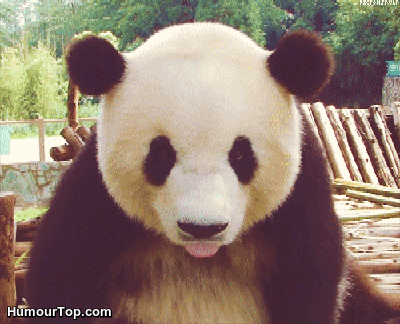 熊猫 舌头 萌化了 天然呆 动物 panda
