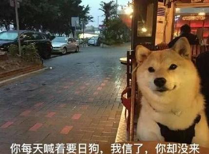 汪星人 单身狗 搞笑 文字表情包 光棍节
