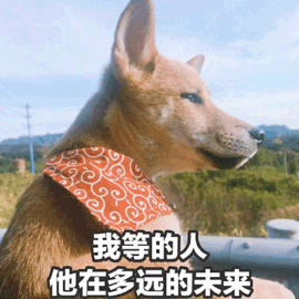 等我 柴犬 未來 七夕