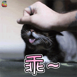 萌宠 猫咪 猫 撩 乖 soogif soogif出品