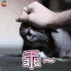 萌宠 猫咪 猫 撩 乖 soogif soogif出品