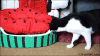 小猫 可爱 红色 绿色