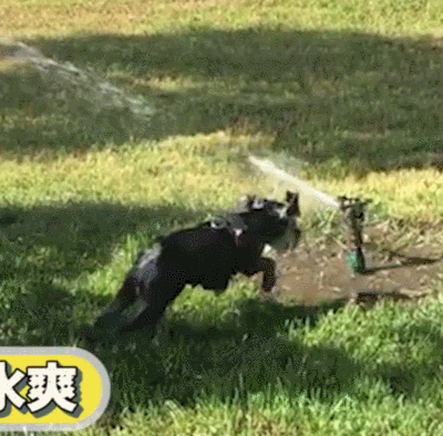 汪星人 狗狗 可愛 萌寵