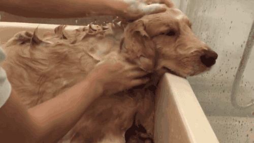 狗狗 洗澡 可爱 萌宠