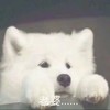 萌宠 汪星人 老婆 可怜 呆萌 可爱