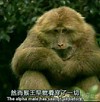 绿叶 表情 猩猩 然而猴王早就看穿了一切