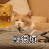 萌宠 猫星人 就很烦 不开心 烦躁 斗图
