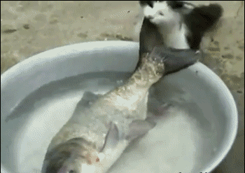 猫咪 吃鱼 吓跑
