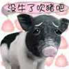 小猪 萌宠 黑色 没牛了吹猪吧
