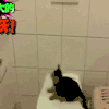 猫咪 喵星人 可爱 萌宠