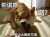 萌宠 汪星人 你说啥 我听不清 可爱 搞怪