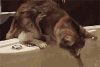 猫咪 可爱 萌宠 搞笑