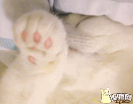 睡着了的招财  猫爪  摆动   睡觉