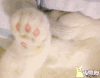 睡着了的招财  猫爪  摆动   睡觉
