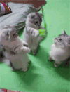 萌萌哒 喵星人 折耳猫 逗猫