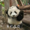 熊猫 树木 白毛 我打洗你