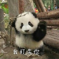 熊猫 树木 白毛 我打洗你