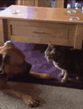 猫咪 狗狗 可爱 萌宠