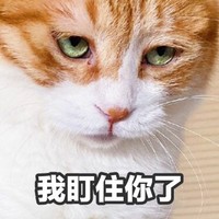 萌宠 猫星人 我盯住你了 凝视 搞怪