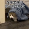 萌宠 喵星人 在哪里跌倒 就在哪里睡觉 呆萌 可爱