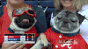 哈巴狗 pug 可爱 困了