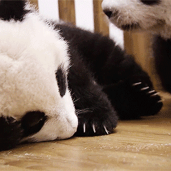 大熊猫 躺着 玩耍
