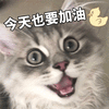 加油 猫 搞怪 逗