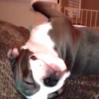 二哈 狗狗 汪星人 萌宠 可爱