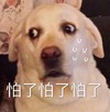 萌宠 汪星人 怕了怕了 瞪大狗眼 憨憨 可爱
