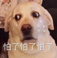 萌宠 汪星人 怕了怕了 瞪大狗眼 憨憨 可爱