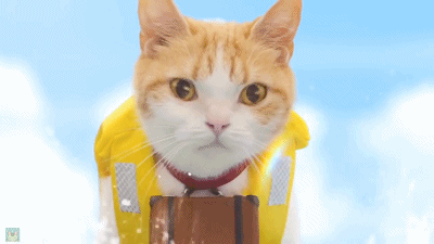 温泉猫 广告 日本 皮划艇