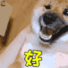 萌宠 狗 狗狗 赞 好 soogif soogif出品