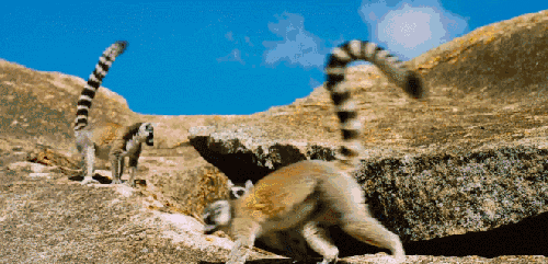 灵长类动物 爬 狐猴 纪录片 群体